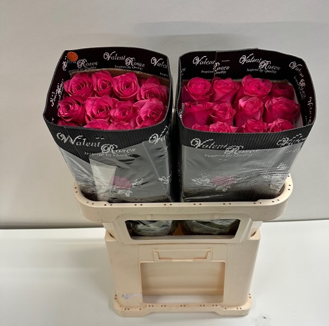 Rosa ec lola VL.jpg